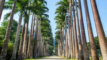 IMÓVEIS NO JARDIM BOTÂNICO